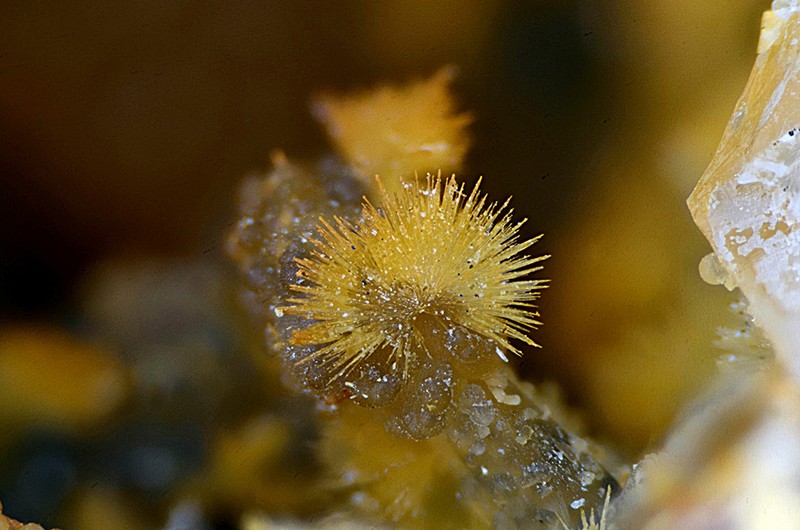 champ 4mm N°14626 Scholzite-Smithsonite Birrity Quarry Arbouet-Sussaute Pyrénées-Atlantiques France - Champ 4mm Copyright Photo & Collection Pascale et Daniel Journet.jpg