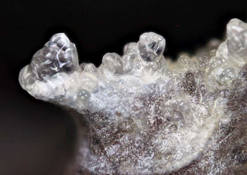Opale (var. hyalite) - Puy de la Plate - Puy-de-Dôme