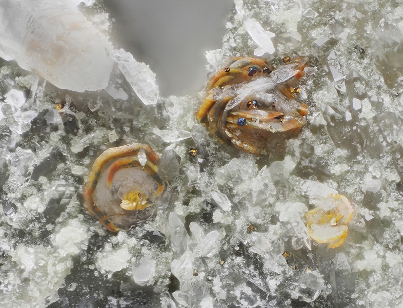 champ 1,7mm Synchisite - Ampuis - Rhône champ 1,7.jpg